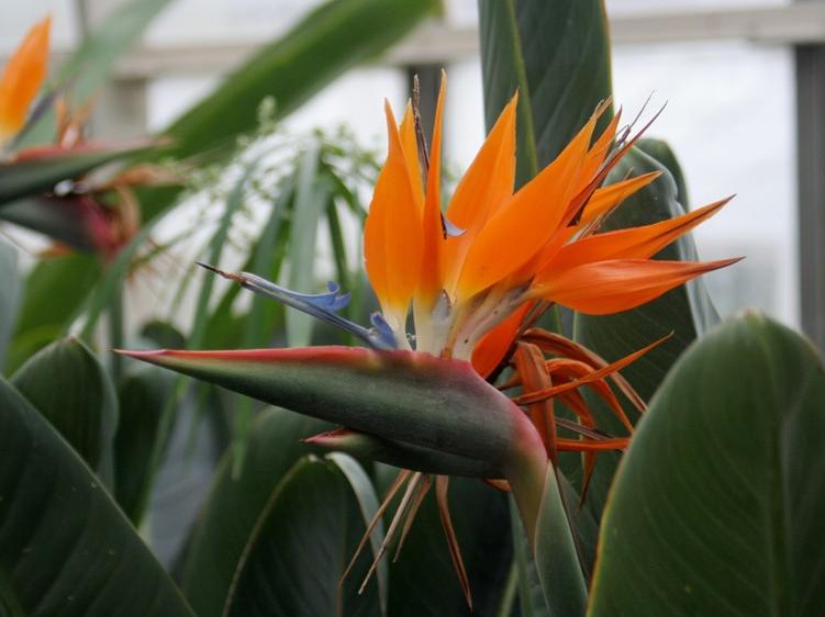 مرغ بهشتی,استرلیتزیا نارنجی,crane flower
